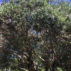 Location: CA
Date: 5/3/2020
Huge olive tree