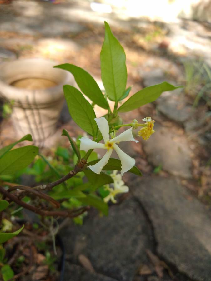 Photo of Asiatic Jasmine (Trachelospermum asiaticum) uploaded by KittyLitterBreath