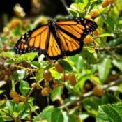 A newly emerged male #Monarch Butterfly drying his wings a stem o