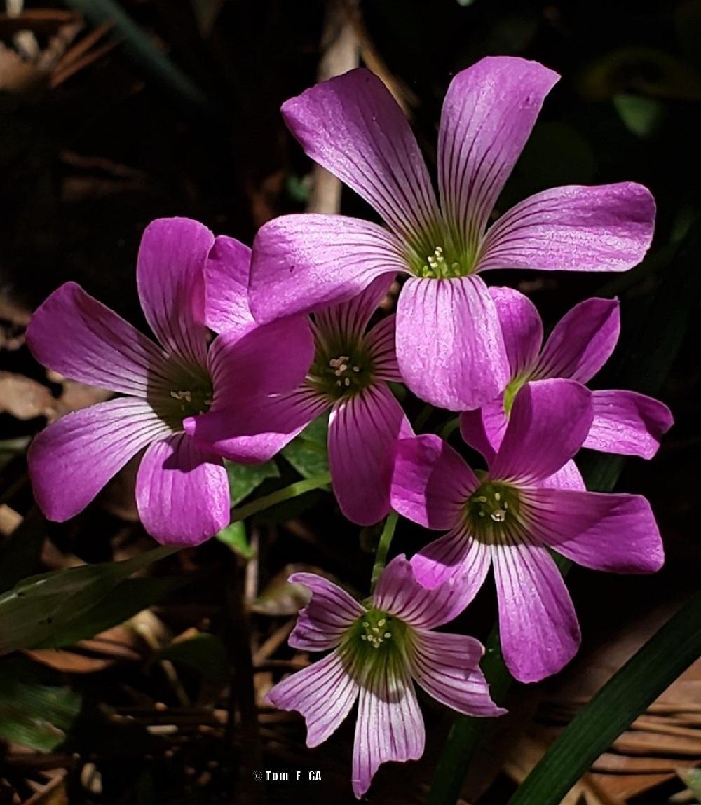 Photo of Violet Wood Sorrel (Oxalis violacea) uploaded by Tom_F_GA