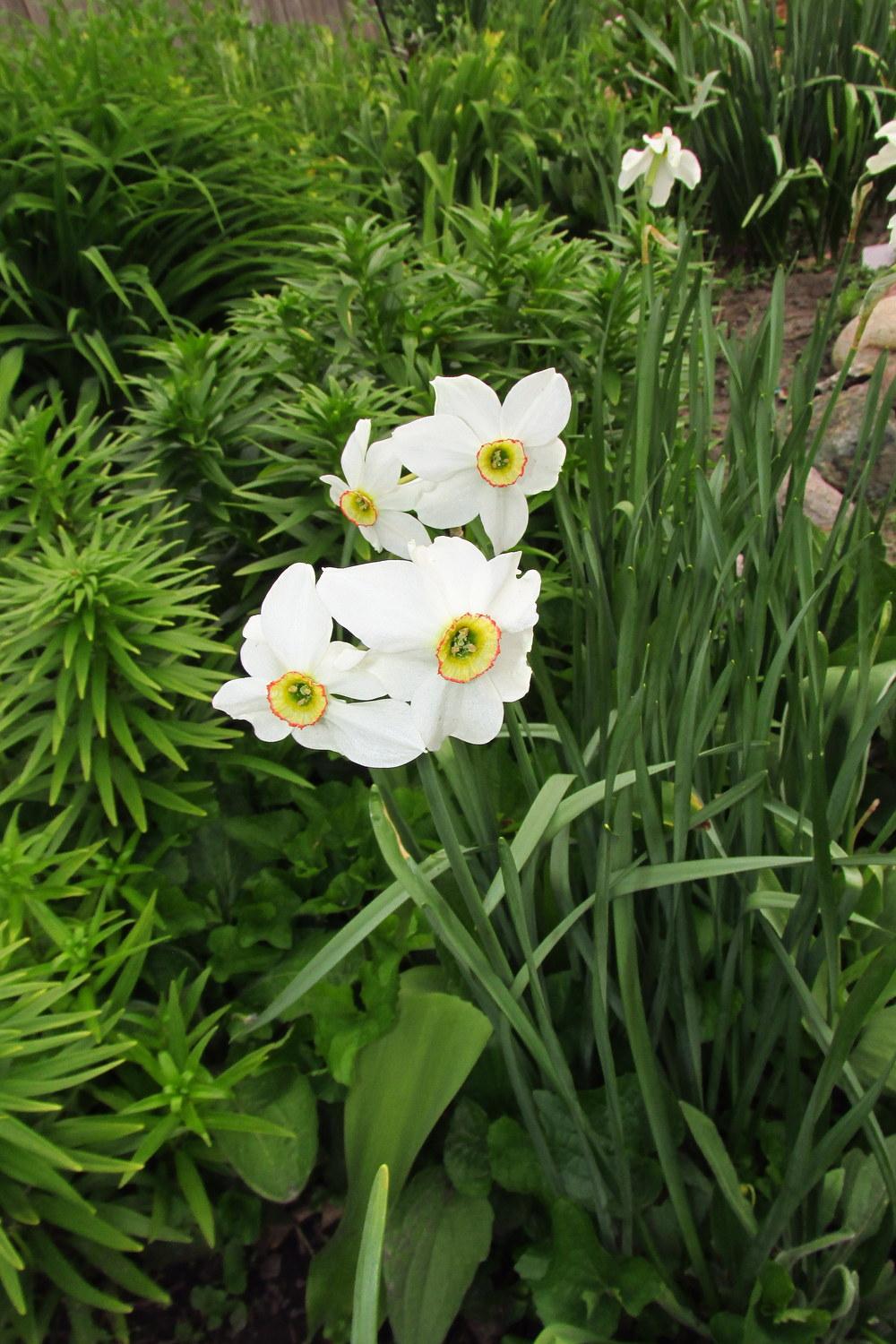 Photo of Poeticus Daffodil (Narcissus 'Cantabile') uploaded by jmorth