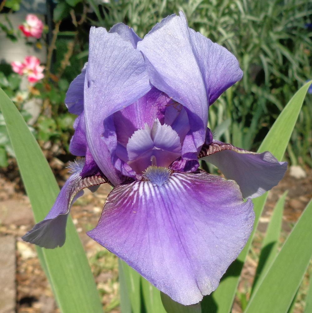 Photo of Border Bearded Iris (Iris 'Girl Guide') uploaded by lovemyhouse