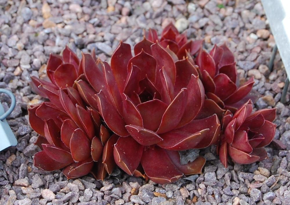 Photo of Hen and Chicks (Sempervivum 'Pacific Clydesdale') uploaded by valleylynn