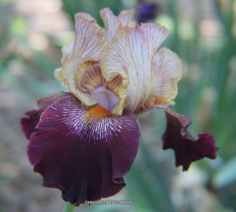 Photo of Tall Bearded Iris (Iris 'Action Packed') uploaded by Ivan_N_Tx