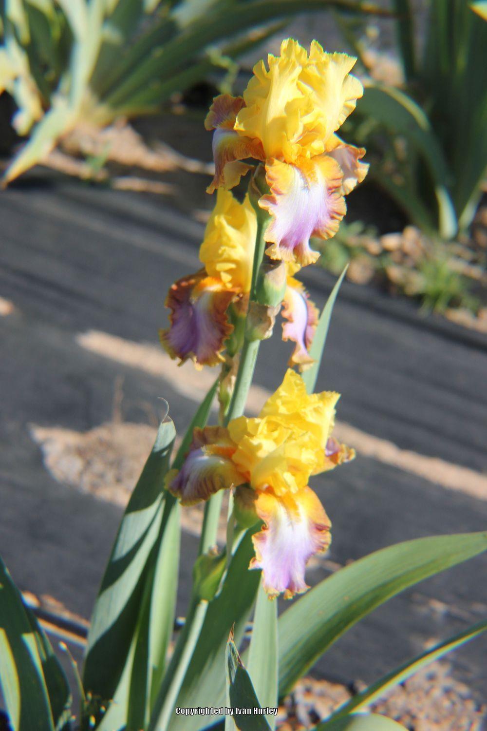 Photo of Tall Bearded Iris (Iris 'Intrepide') uploaded by Ivan_N_Tx