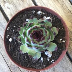 Location: CA
Date: 5/4/2020
My son's first hen and chicks succulent ever!