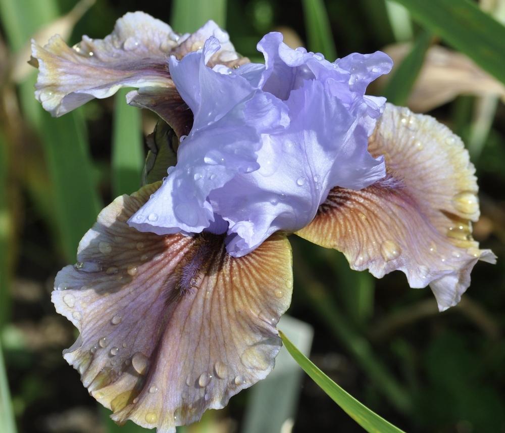 Photo of Tall Bearded Iris (Iris 'Witching') uploaded by LewEm
