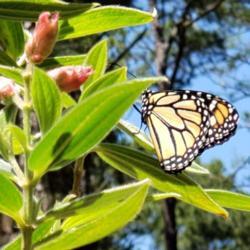 Location: Thomasville, GA USA
Date: 2020-04-27
A newly released #Monarch drying his wings on a stem of the Glory