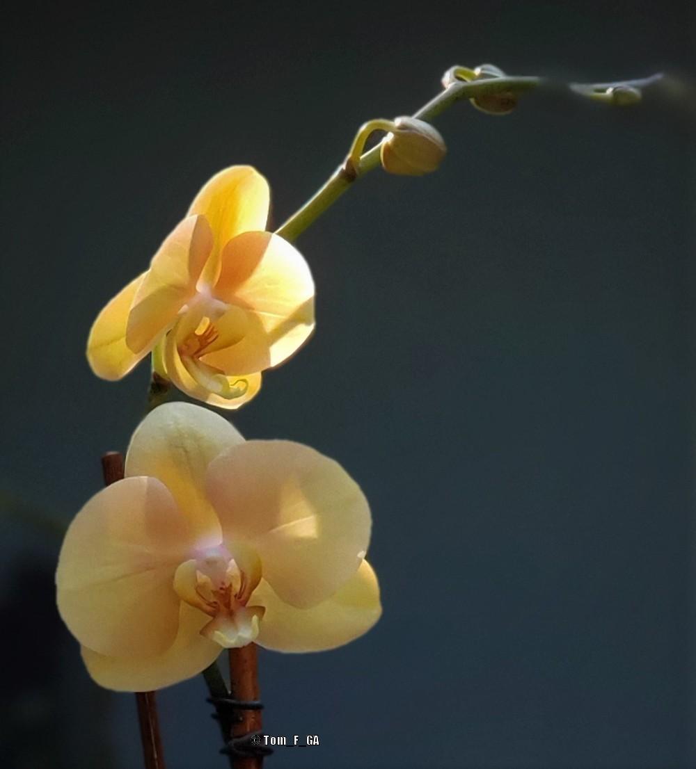 Photo of Moth Orchid (Phalaenopsis) uploaded by Tom_F_GA