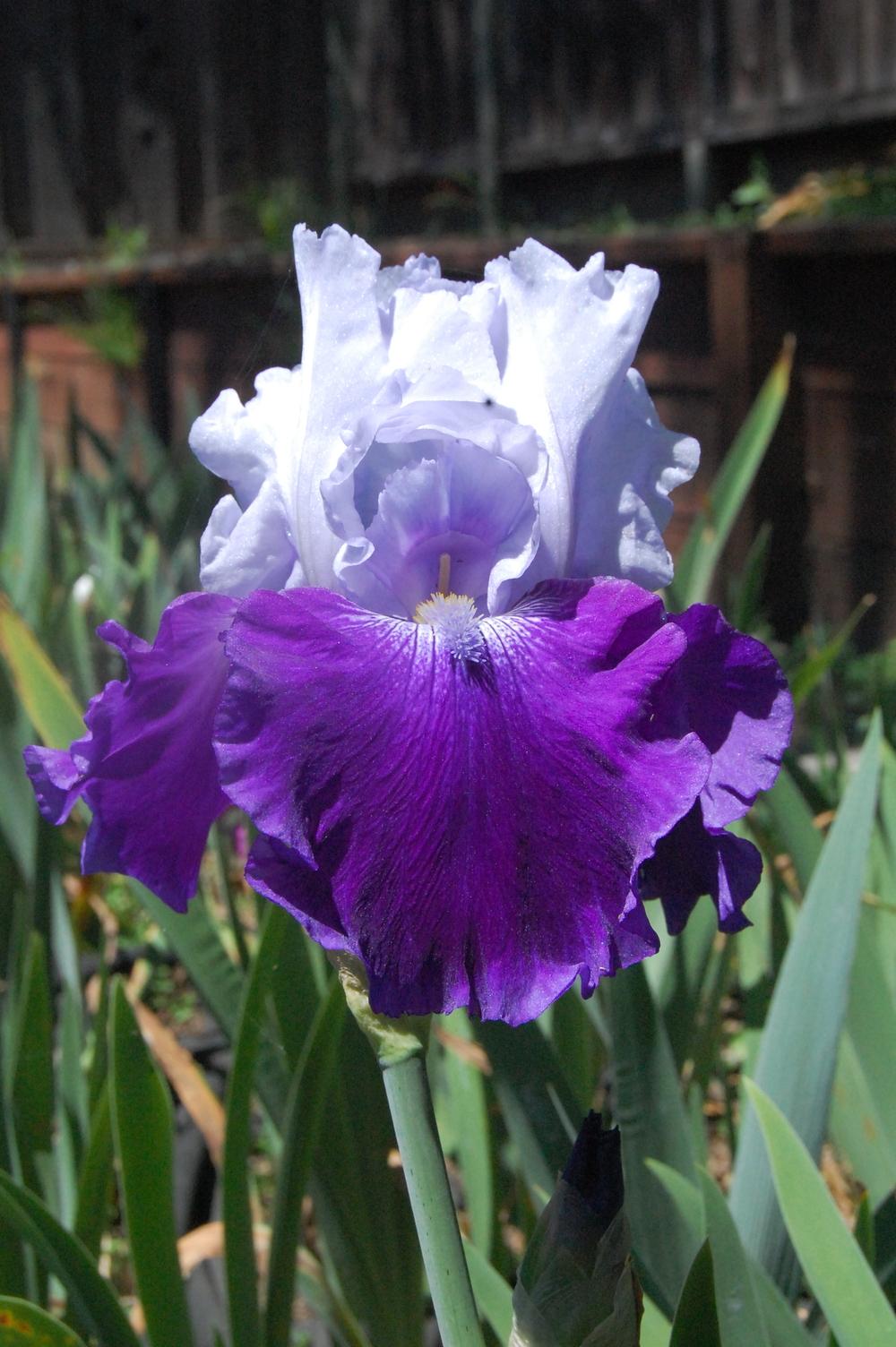 Photo of Tall Bearded Iris (Iris 'Skylab') uploaded by coboro