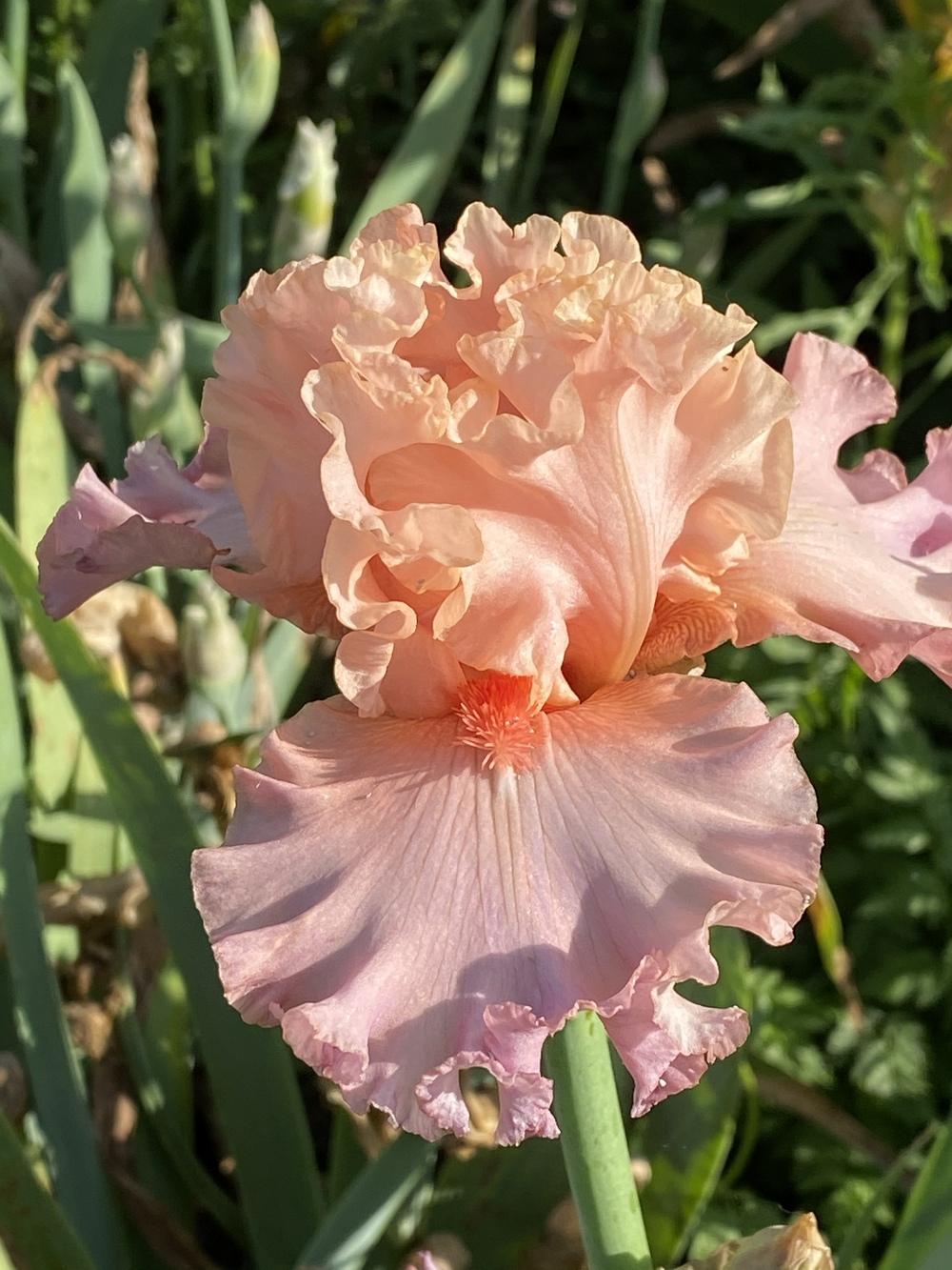 Photo of Tall Bearded Iris (Iris 'Splendid Spring') uploaded by iciris