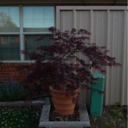 Location: in my garden
Date: 05-03-2020
Acer palmatum 'Viridis'