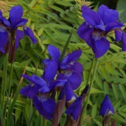 Location: In a front border in Oklahoma City
Iris 'Caesar's Brother'
