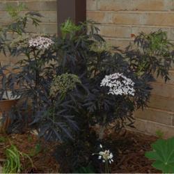 Location: My garden in Oklahoma City
Date: 05-03-2020
Sambucus nigra Black Lace™