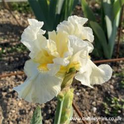 Location: Sussex, UK
Date: late May 2019
A beautiful frilly cream iris.