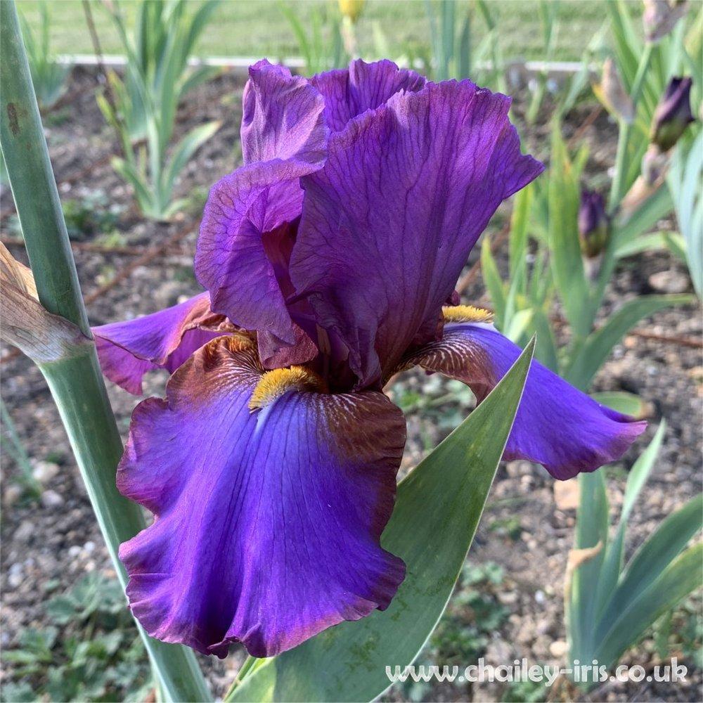 Photo of Tall Bearded Iris (Iris 'Ididit') uploaded by jeffa