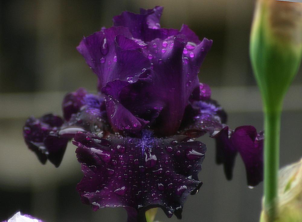 Photo of Tall Bearded Iris (Iris 'Diabolique') uploaded by loosertora