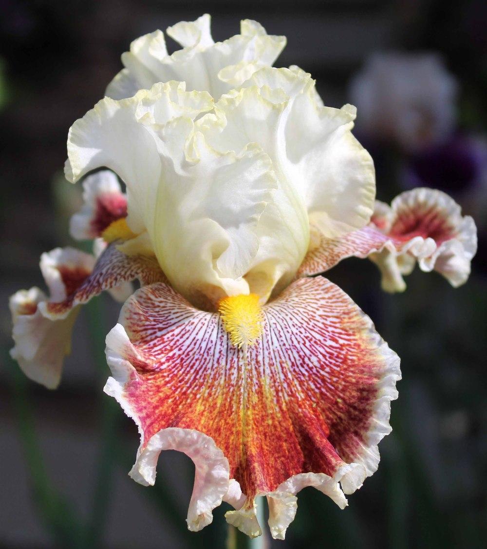 Photo of Tall Bearded Iris (Iris 'Wonders Never Cease') uploaded by Bloombuddie