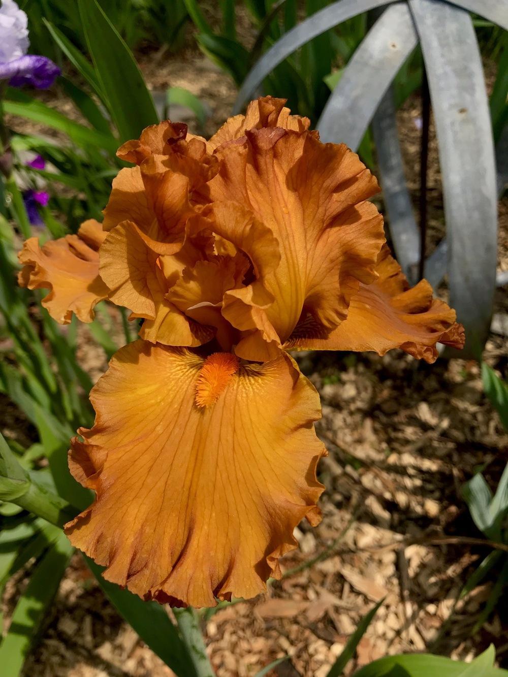 Photo of Tall Bearded Iris (Iris 'Golden Panther') uploaded by Crogers785