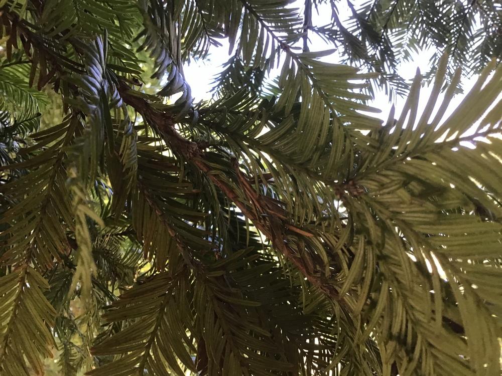 Photo of Redwood (Sequoia sempervirens) uploaded by KFredenburg