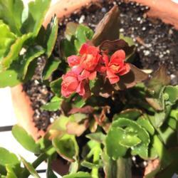 Location: CA
Date: 5/5/2020
My first kalanchoe blooms ever!