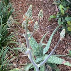 Location: South Florida 
Date: 05/05/2020
Aloe squarrosa buds - closeup