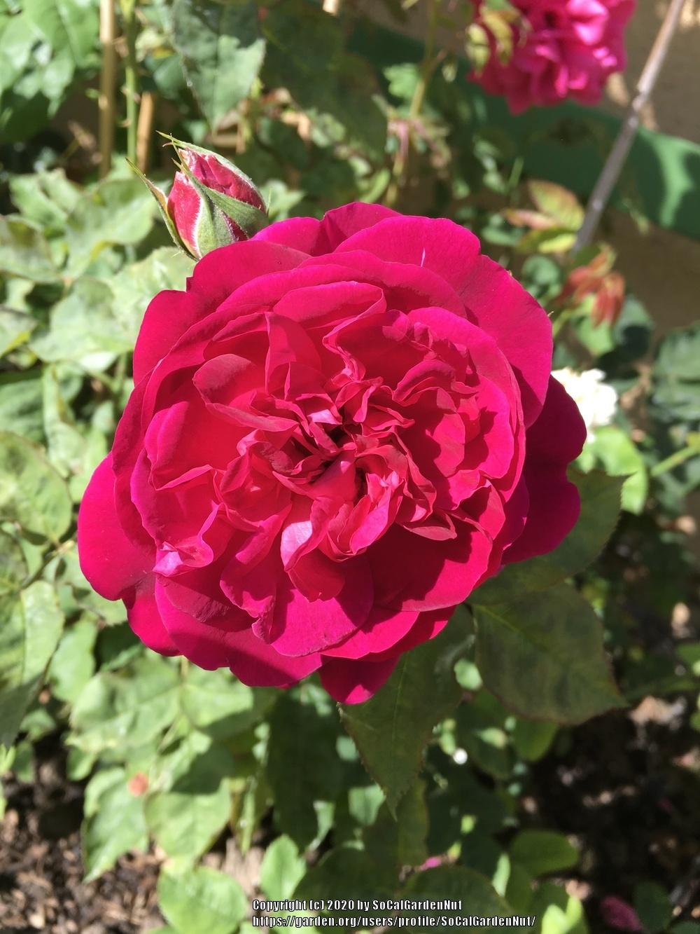 Photo of English Shrub Rose (Rosa 'Munstead Wood') uploaded by SoCalGardenNut