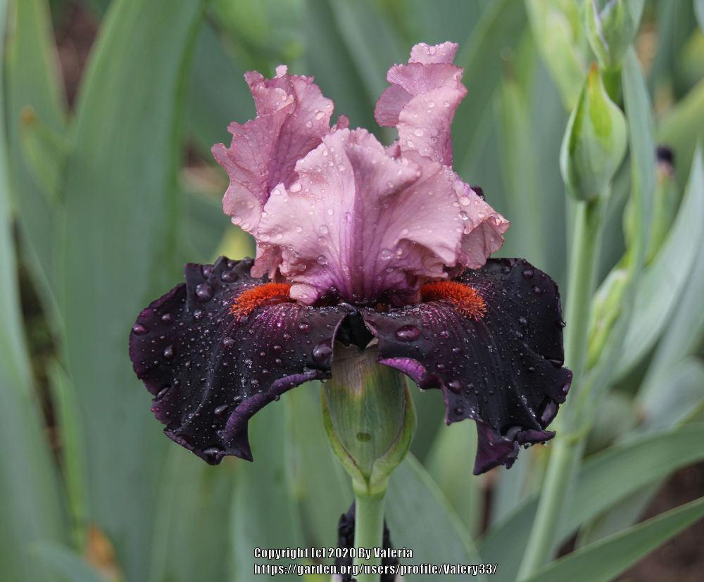 Photo of Tall Bearded Iris (Iris 'Disguise') uploaded by Valery33