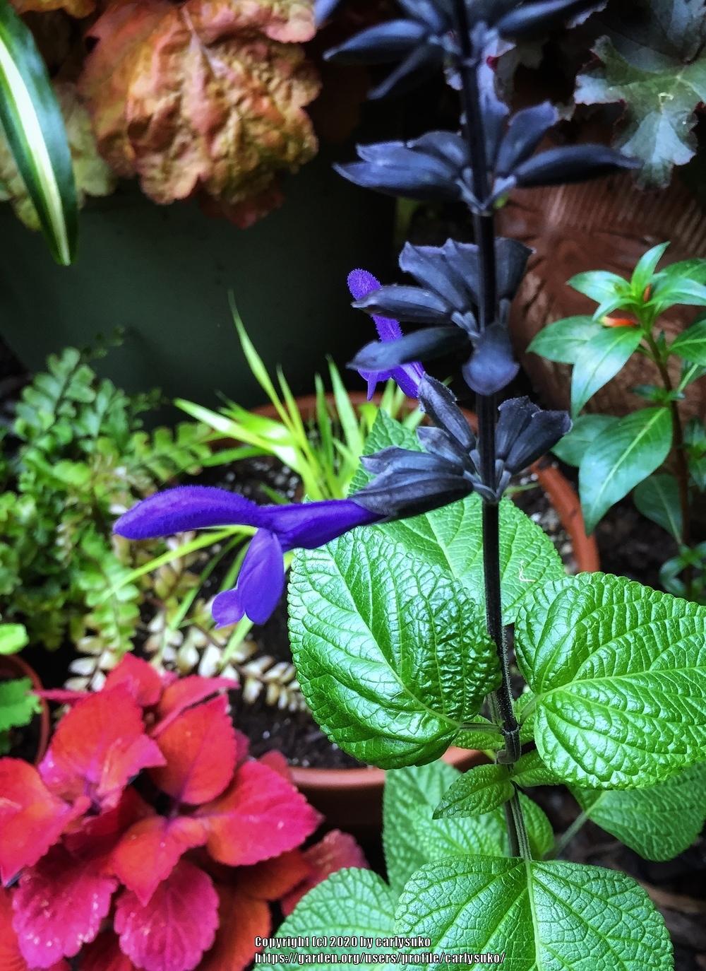 Photo of Blue Anise Sage (Salvia coerulea Nectar Blue™) uploaded by carlysuko
