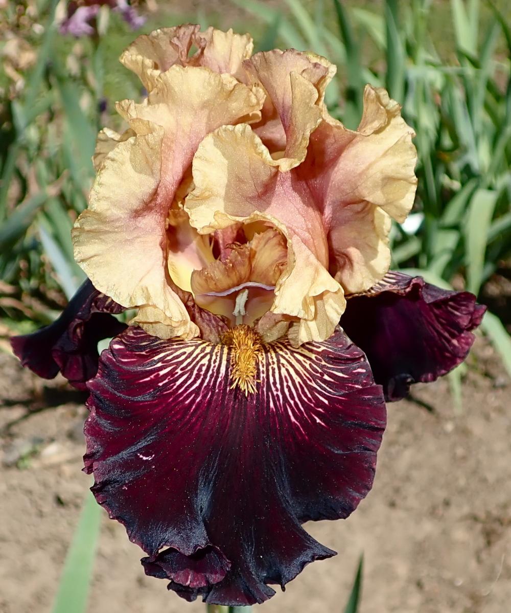 Photo of Tall Bearded Iris (Iris 'Mystic Image') uploaded by janwax