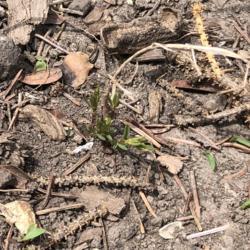 Location: Saint Paul, Minnesota
Date: 5-May-2020
New growth emerging on a plant put in the ground late last summer
