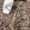 New growth of emerging leaves on a plant put in the ground late l