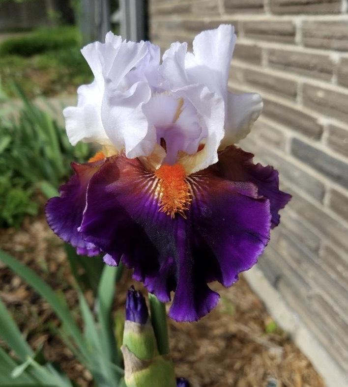 Photo of Tall Bearded Iris (Iris 'Sharpshooter') uploaded by txtreehugger