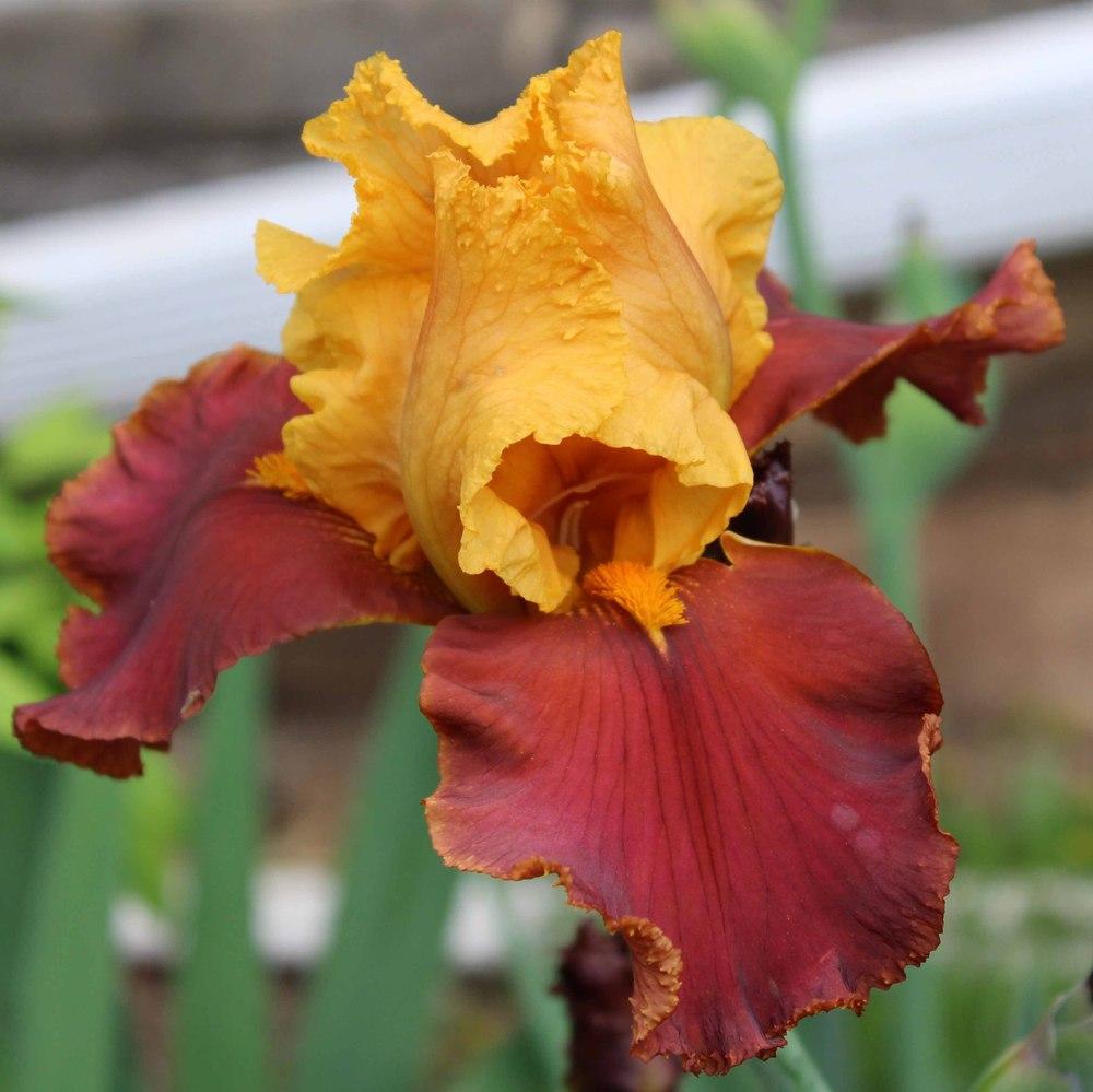 Photo of Tall Bearded Iris (Iris 'Gypsy Caravan') uploaded by Bloombuddie