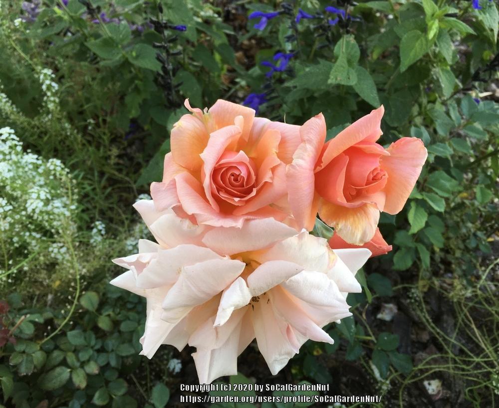 Photo of Rose (Rosa 'Apricot Candy') uploaded by SoCalGardenNut