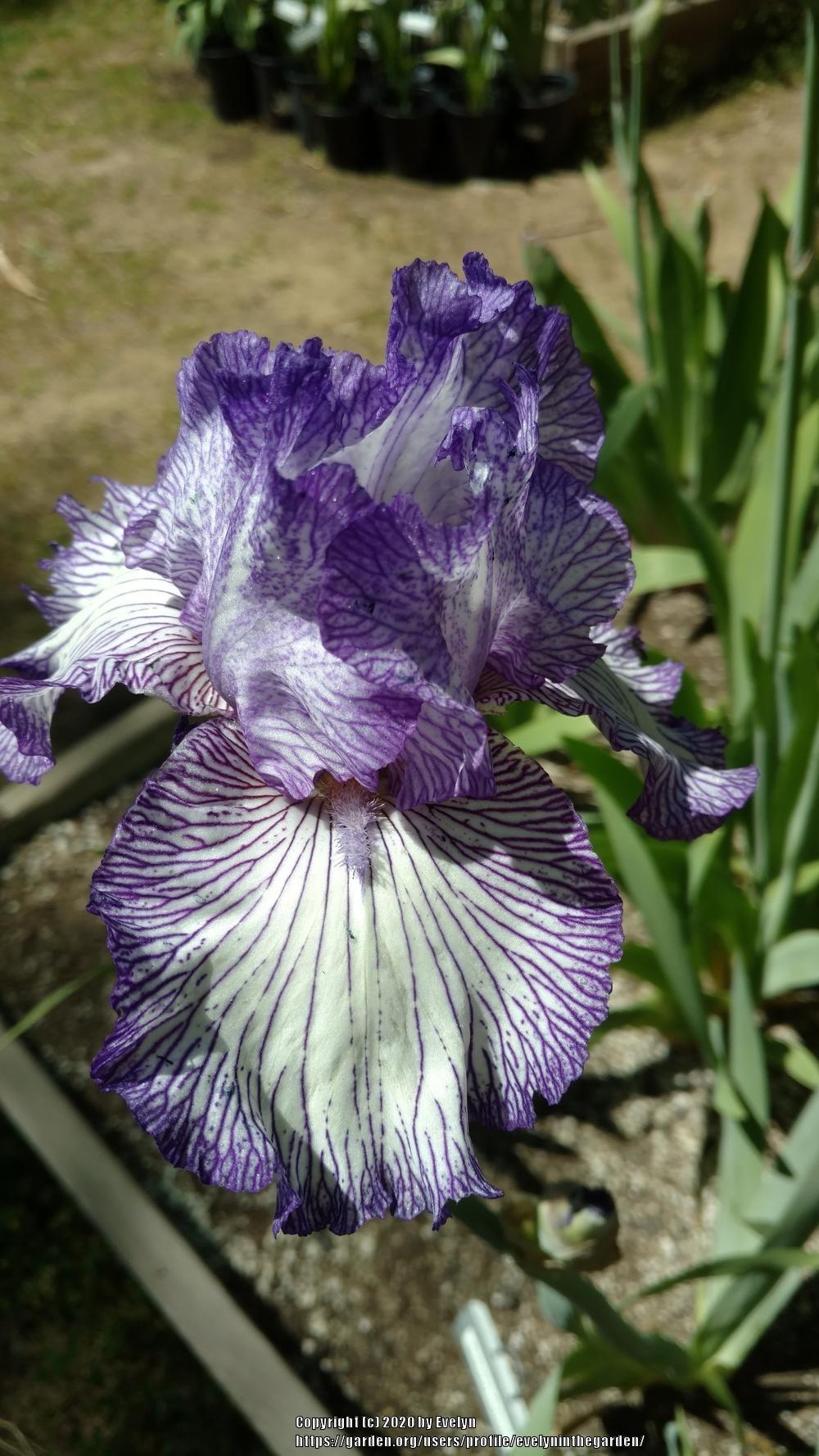 Photo of Tall Bearded Iris (Iris 'Autumn Circus') uploaded by evelyninthegarden
