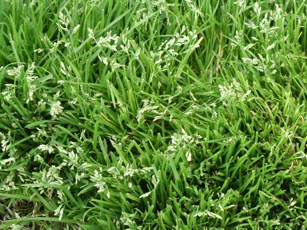 Photo of Annual Bluegrass (Poa annua) uploaded by wildflowers