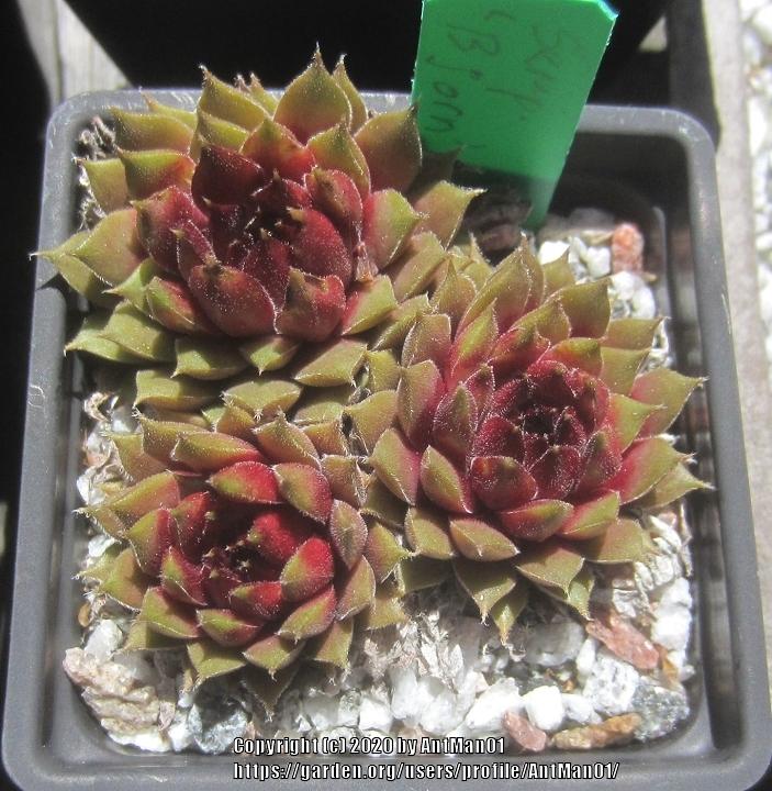Photo of Hen and Chicks (Sempervivum 'Björn') uploaded by AntMan01