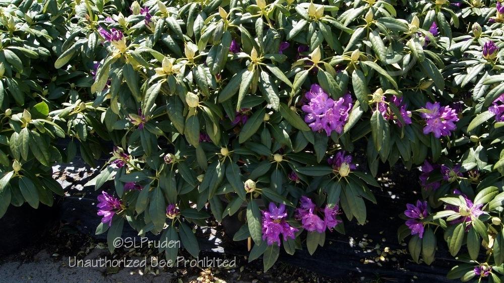 Photo of Rhododendron 'Lee's Dark Purple' uploaded by DaylilySLP