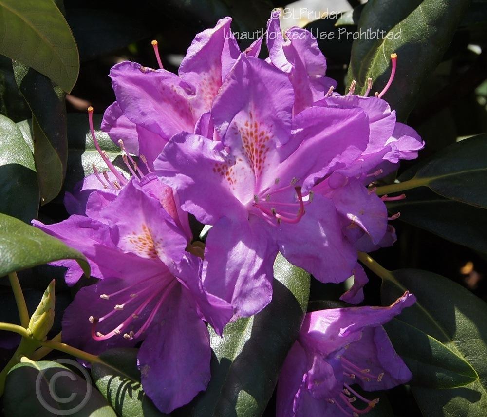 Photo of Rhododendron 'Lee's Dark Purple' uploaded by DaylilySLP