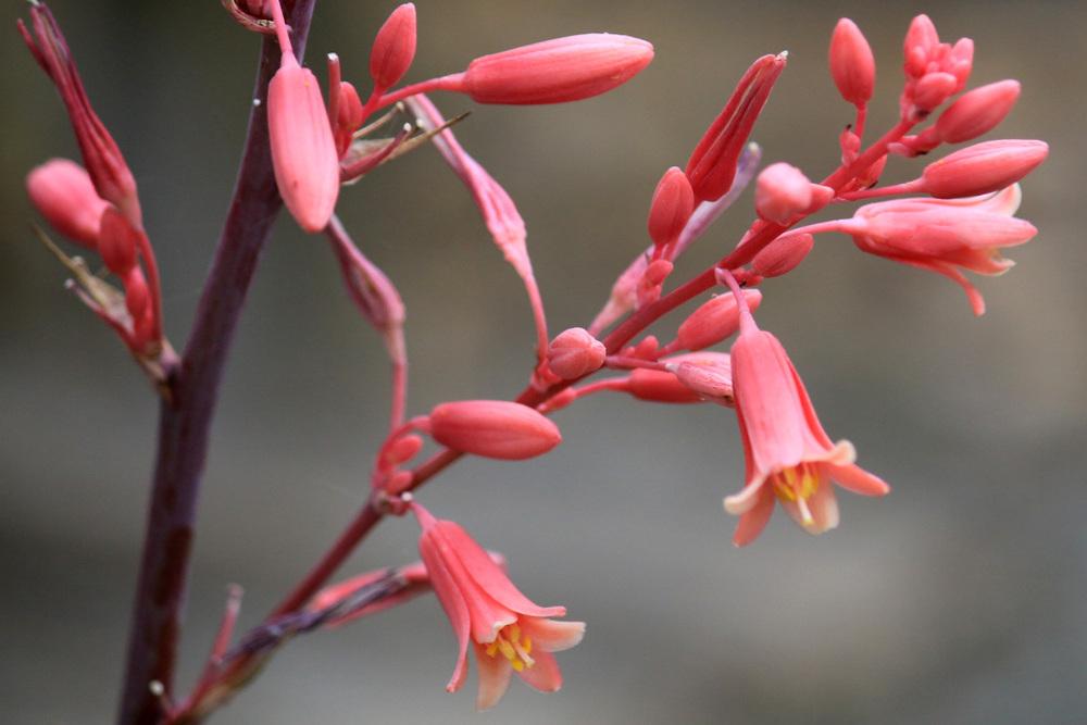 Photo of Red Yucca (Hesperaloe parviflora) uploaded by GrammaChar