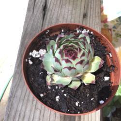 Location: CA
Date: 5/7/2020
The first hen and chicks succulent I’ve ever received. Picture 