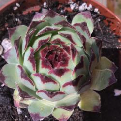 Location: CA
Date: 5/7/2020
The first hen and chicks succulent I’ve ever received. The pict