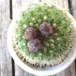 Location: CA
Date: 5/7/2020
I’ve never had these buds appear on any of my cacti/succulents.