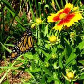 A newly released #Monarch (number 6 on 4/28/2020) drying her wing