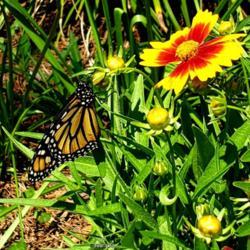 Location: Thomasville, GA USA
Date: 2020-04-28
A newly released #Monarch (number 6 on 4/28/2020) drying her wing