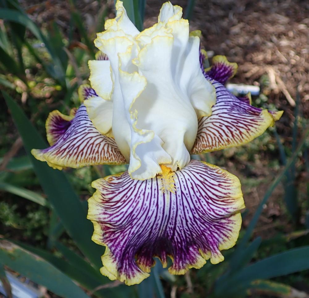 Photo of Tall Bearded Iris (Iris 'Gloriafied Glenn') uploaded by janwax