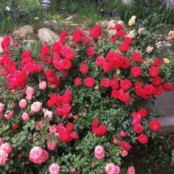 Location: My garden in Bakersfield, CA
Date: 2020-04-26