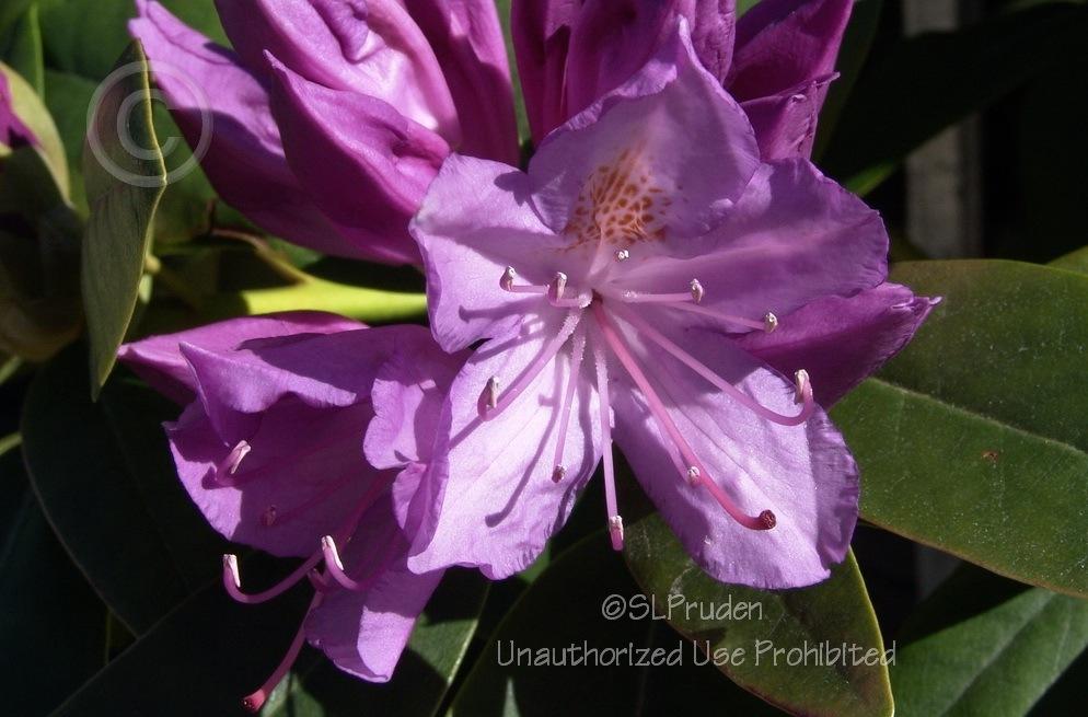 Photo of Rhododendron 'Purpureum Elegans' uploaded by DaylilySLP