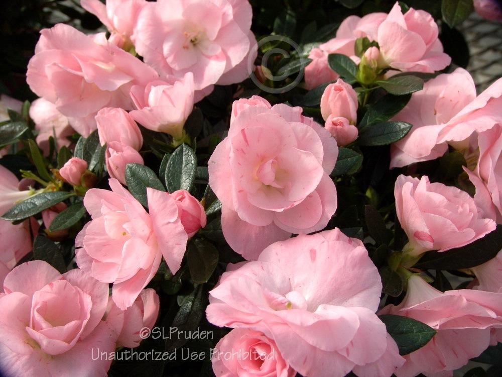 Photo of Azalea (Rhododendron 'Rozalea Coral Pink') uploaded by DaylilySLP